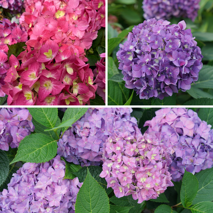 Let's Dance ¡Arriba!® Reblooming Hydrangea