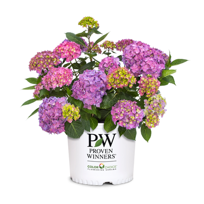 Let's Dance ¡Arriba!® Reblooming Hydrangea