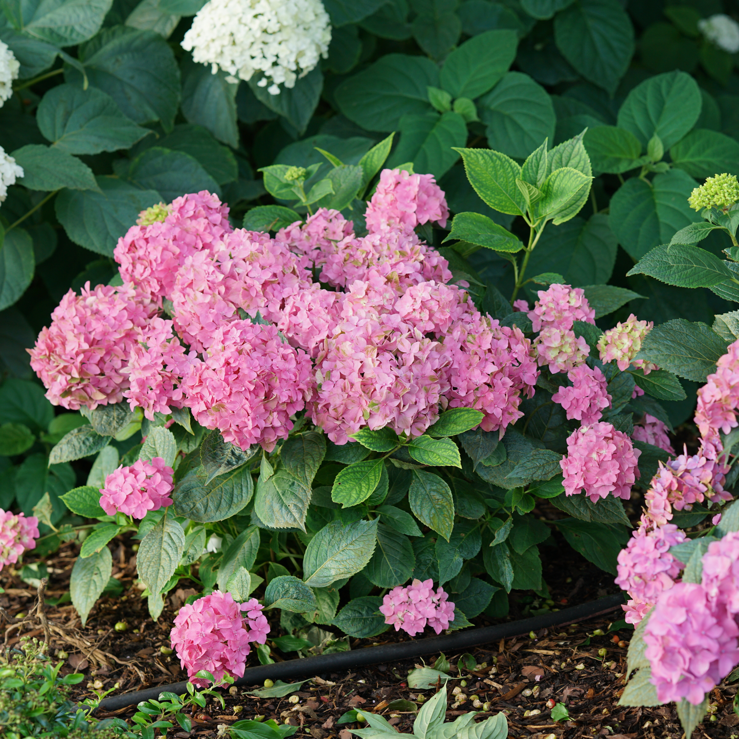Let's Dance ¡Arriba!® Reblooming Hydrangea