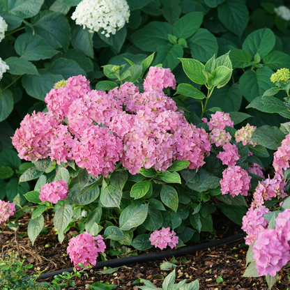 Let's Dance ¡Arriba!® Reblooming Hydrangea
