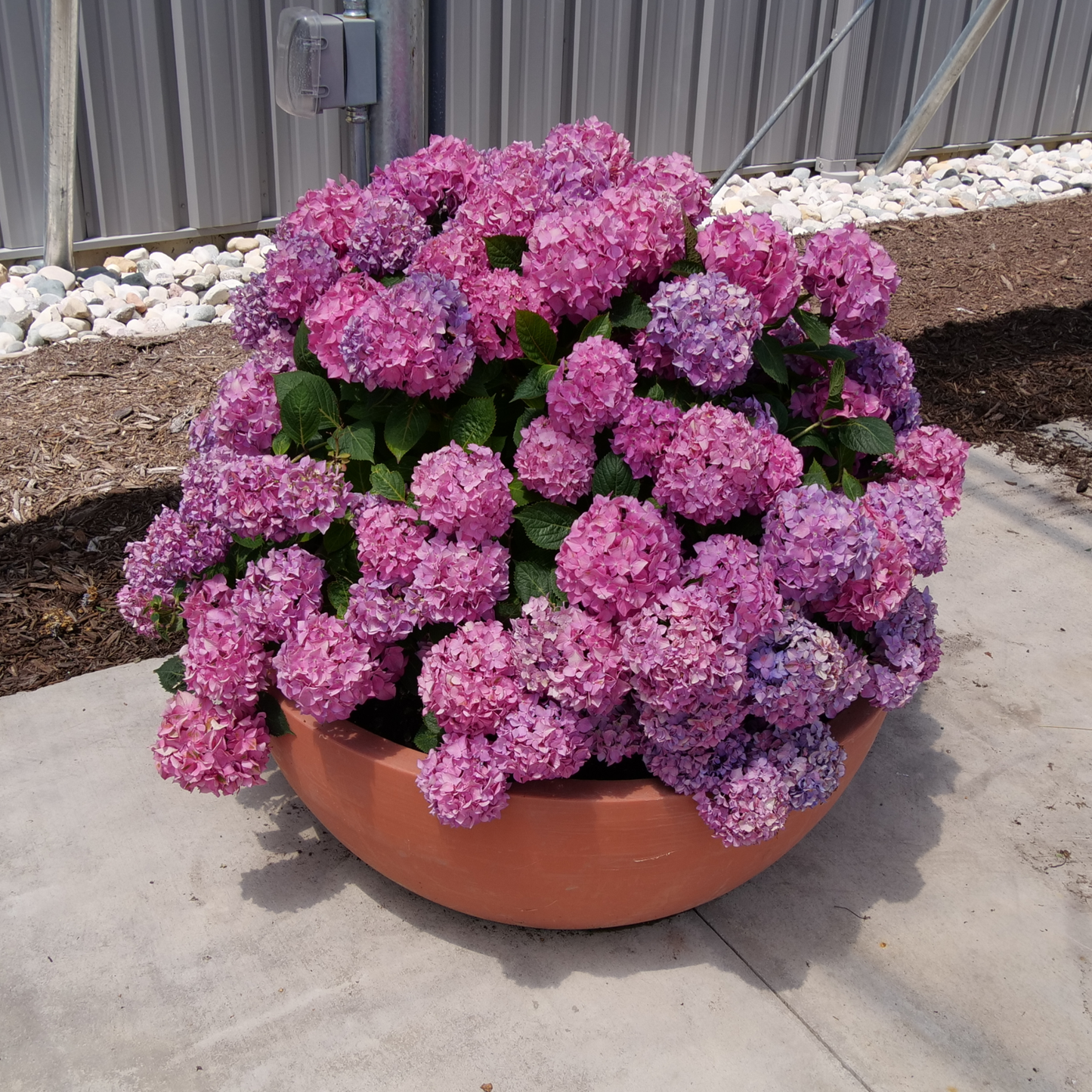 Let's Dance ¡Arriba!® Reblooming Hydrangea