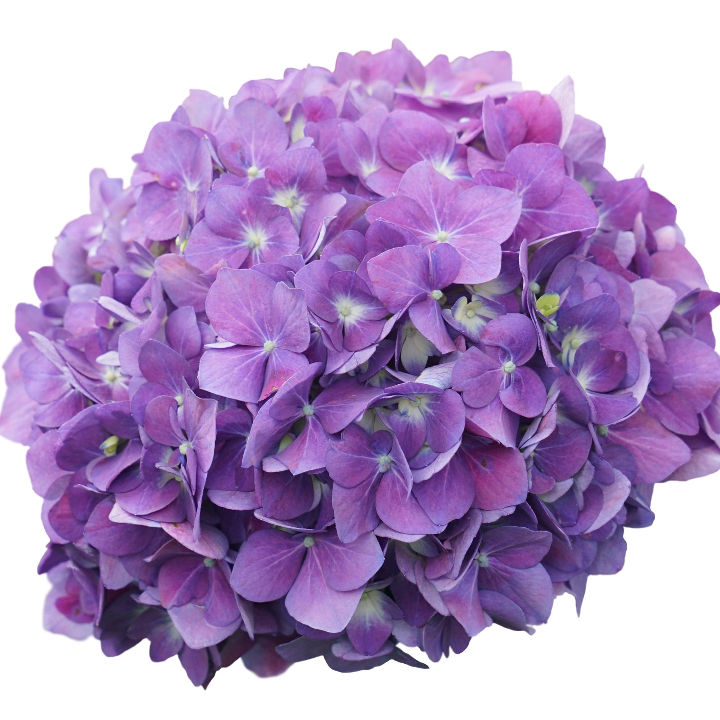 Let's Dance ¡Arriba!® Reblooming Hydrangea