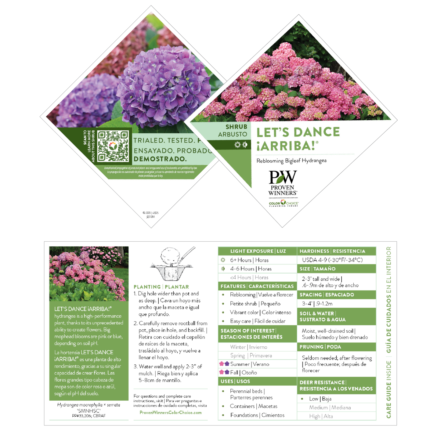 Let's Dance ¡Arriba!® Reblooming Hydrangea