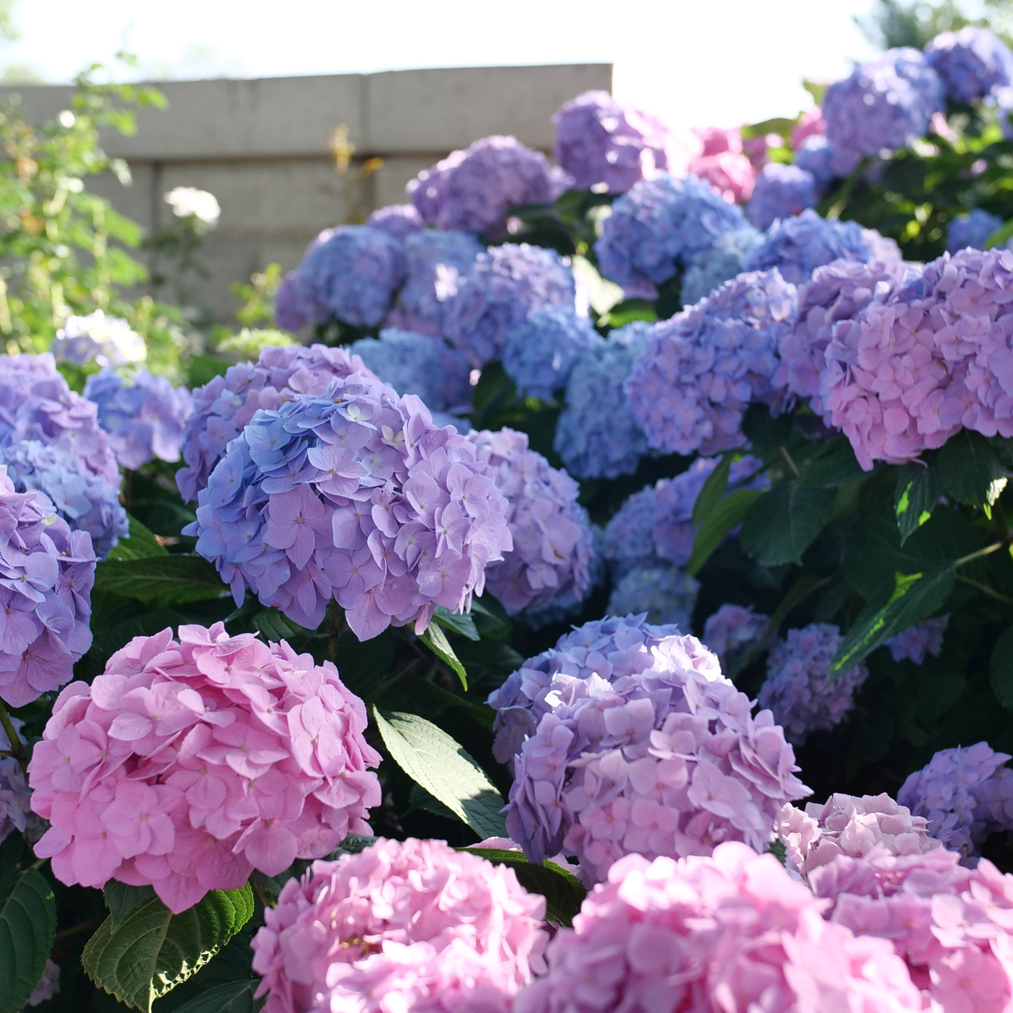 Reblooming Hydrangea | Let's Dance Sky View® | Proven Winners® Shrubs ...