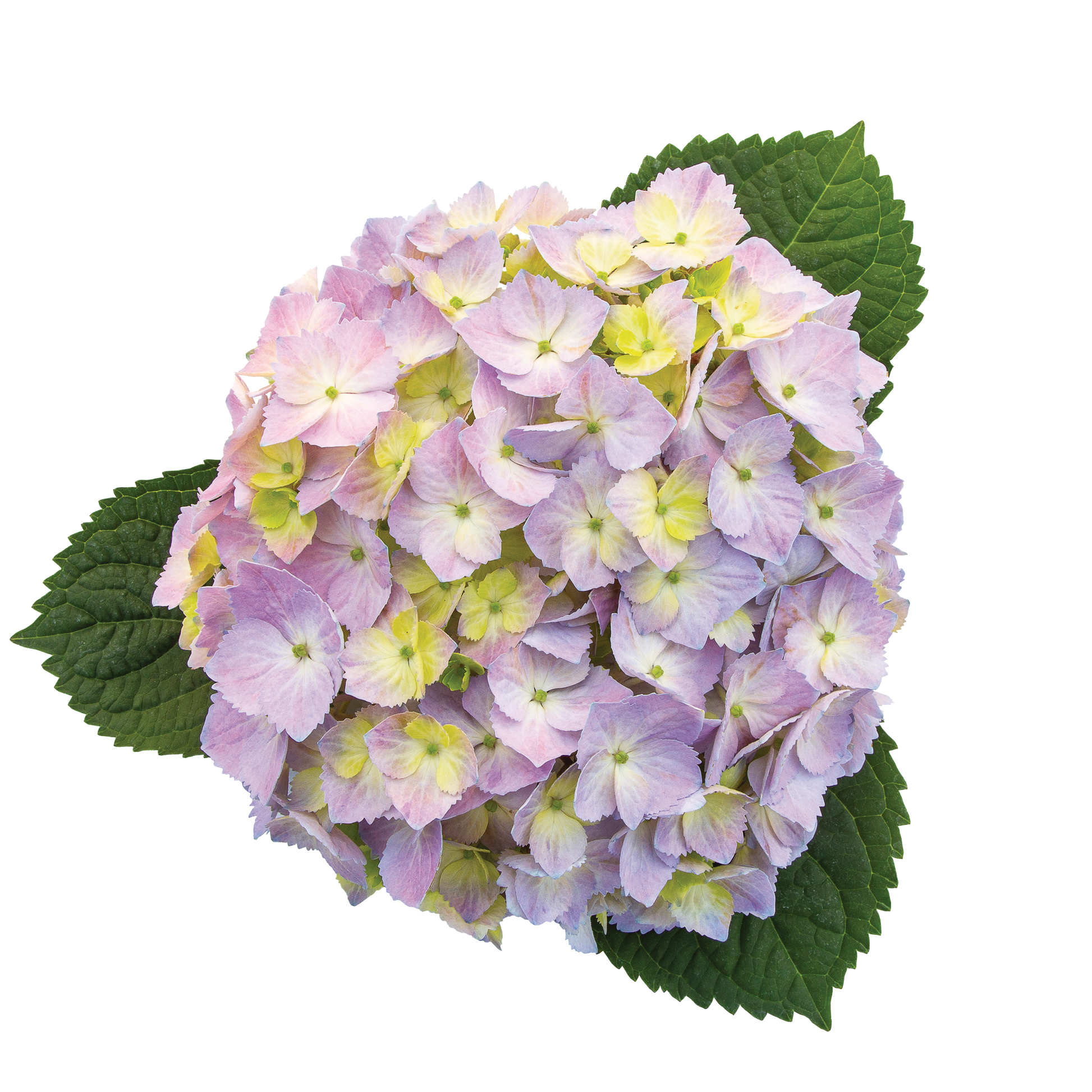 Let's Dance Sky View Let's Dance Sky View Reblooming Hydrangea in macro.