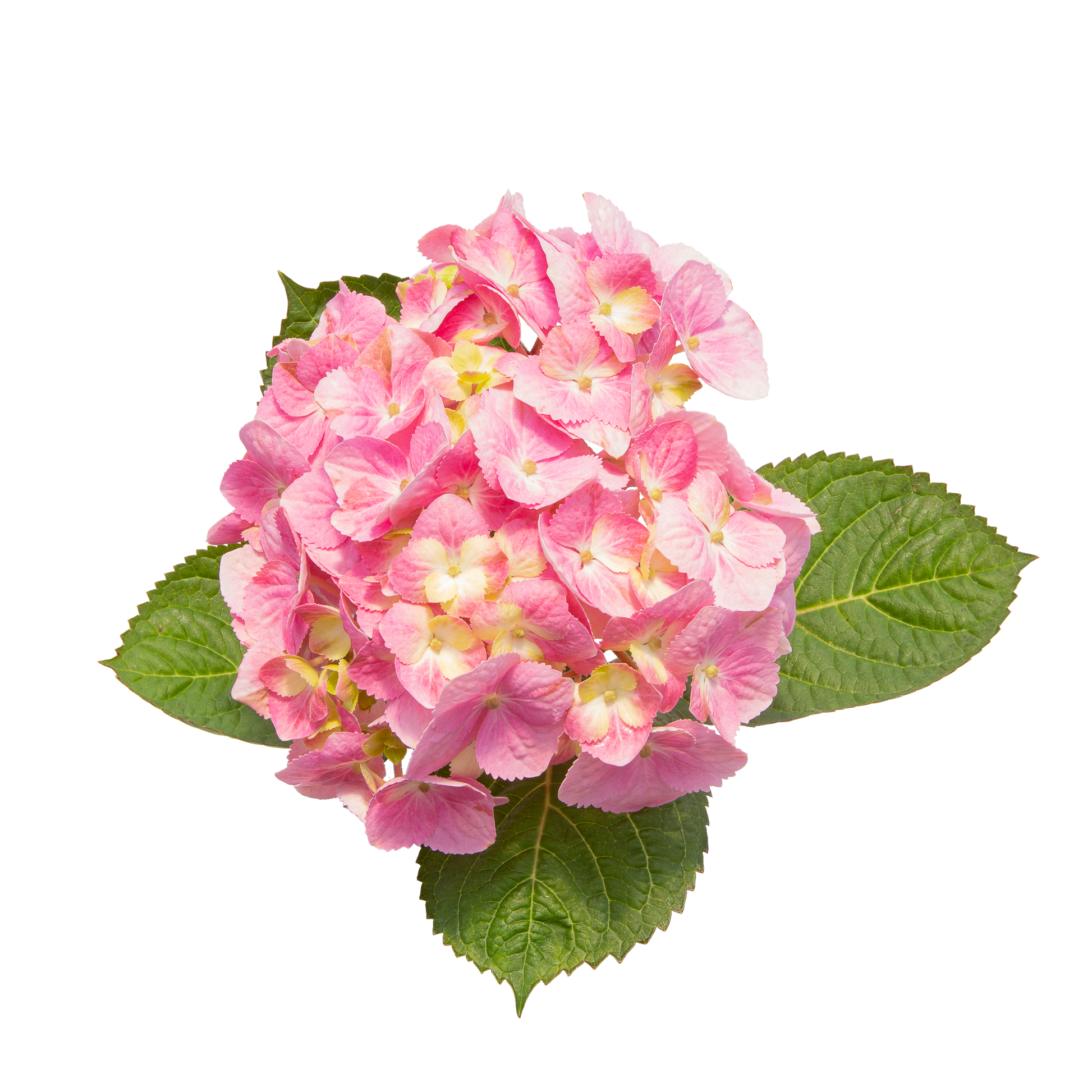 Let's Dance Sky View Let's Dance Sky View Reblooming Hydrangea in macro.
