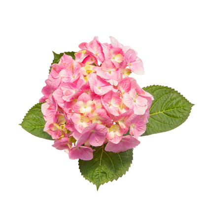 Let's Dance Sky View Let's Dance Sky View Reblooming Hydrangea in macro.