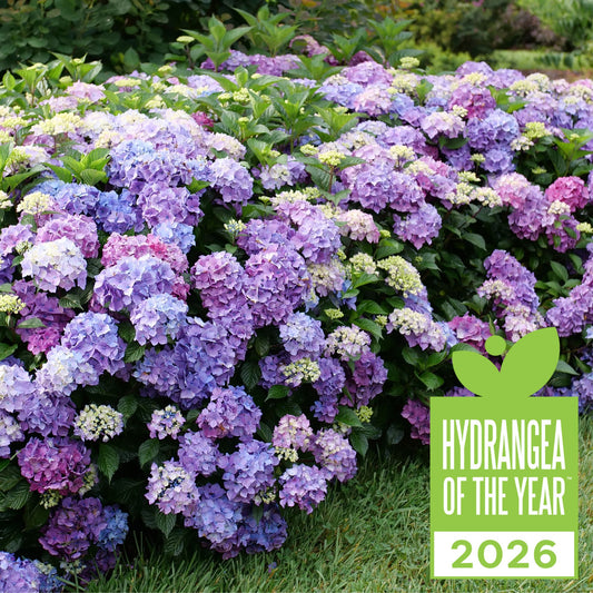 Let's Dance Lovable® Bigleaf Hydrangea (macrophylla)