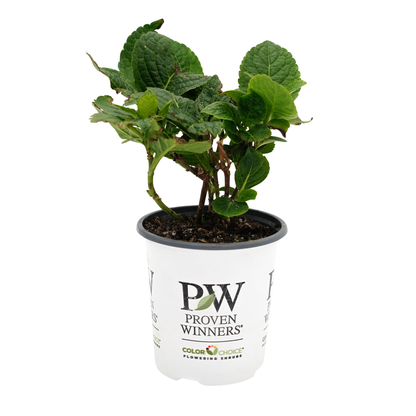 Let’s Dance Big Band® Reblooming Hydrangea (macrophylla)