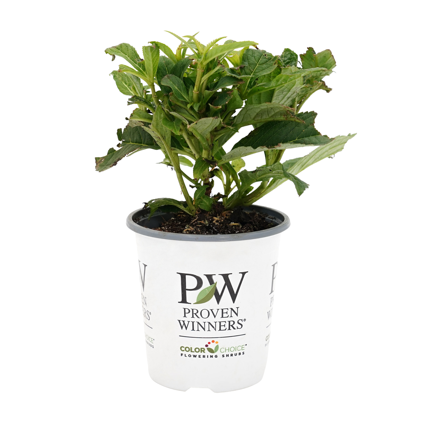 Tiny Tuff Stuff™ Mountain Hydrangea (serrata)