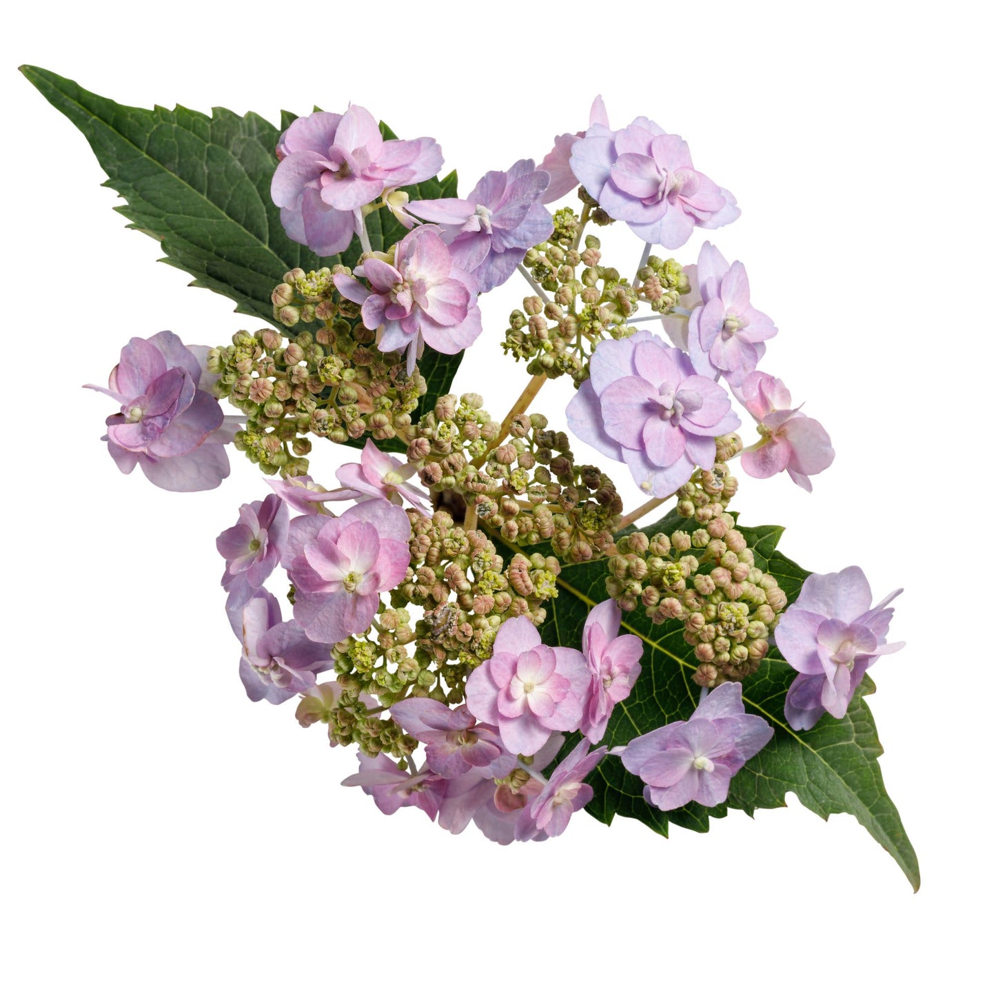 Tiny Tuff Stuff™ Mountain Hydrangea (serrata)