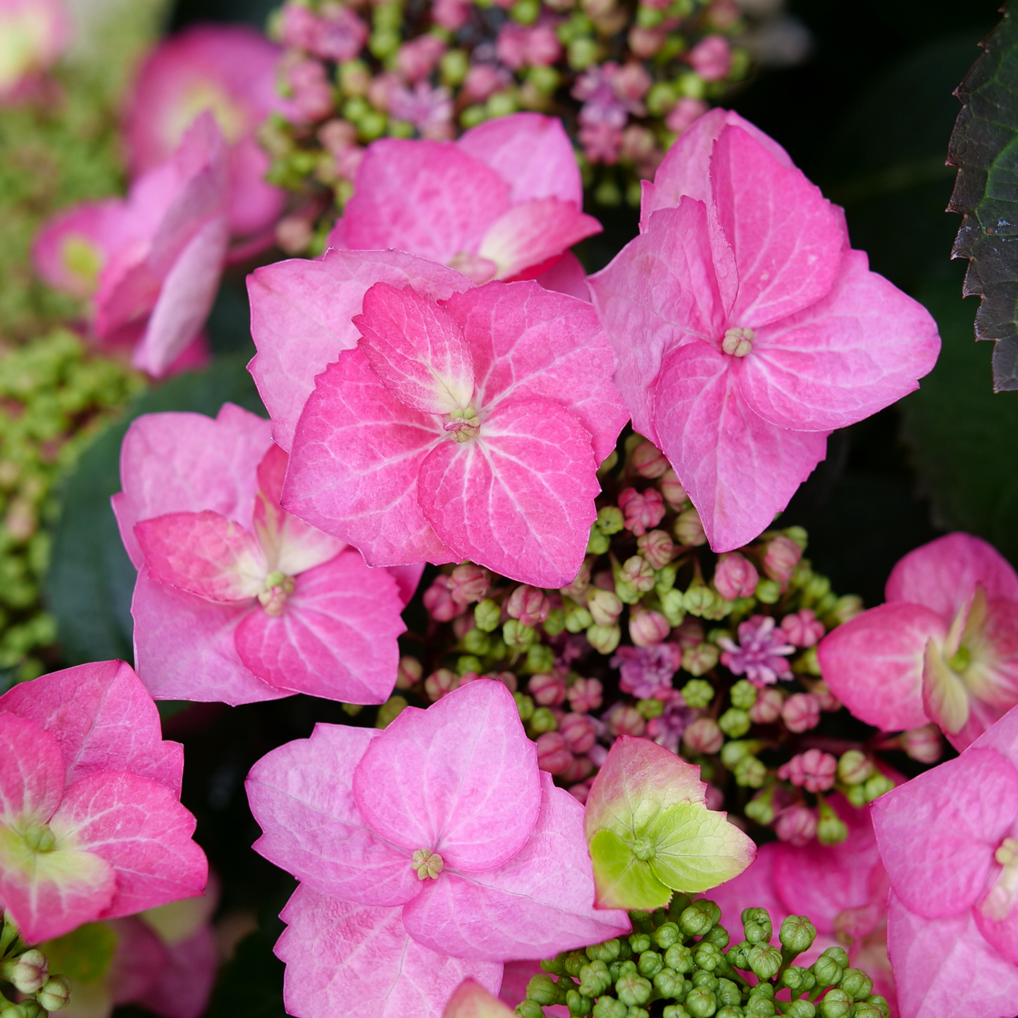 Tuff Stuff Top Fun® Reblooming Mountain Hydrangea (serrata)