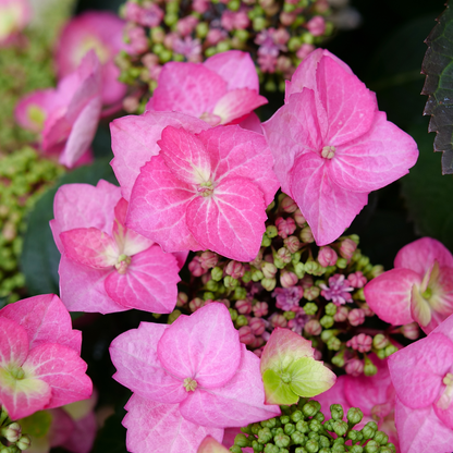 Tuff Stuff Top Fun® Reblooming Mountain Hydrangea (serrata)