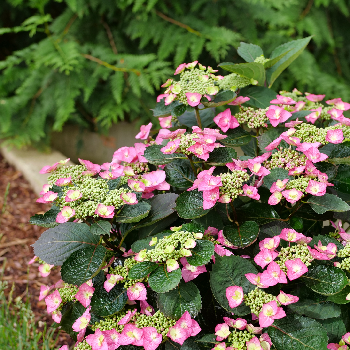 Tuff Stuff Top Fun® Reblooming Mountain Hydrangea (serrata)
