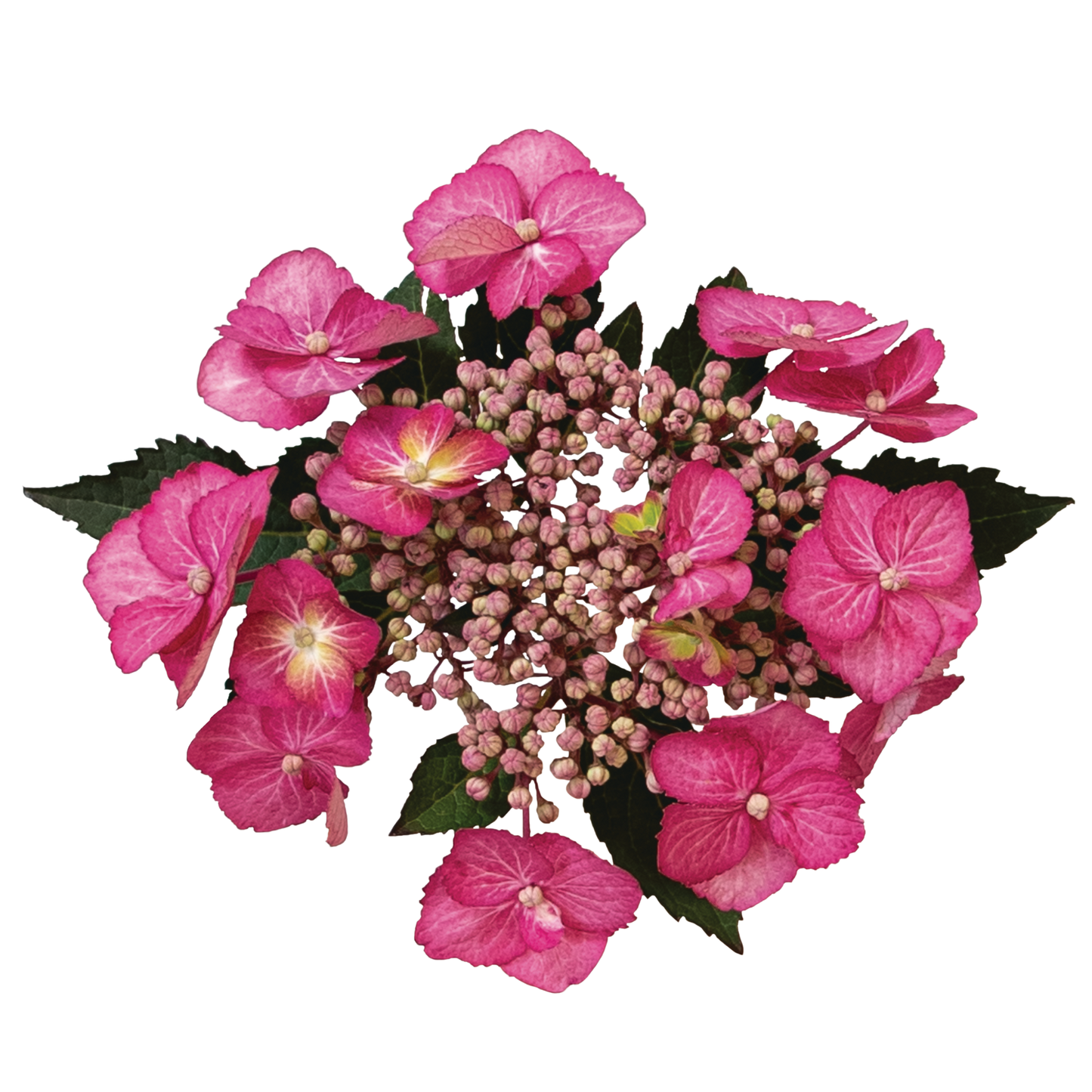 Tuff Stuff Top Fun® Reblooming Mountain Hydrangea (serrata)