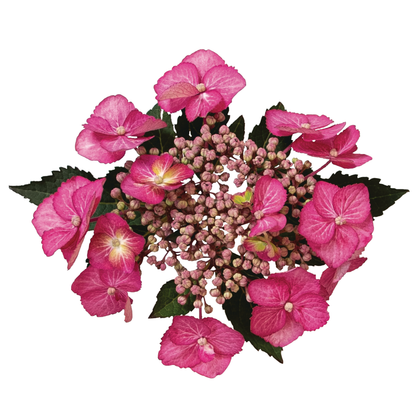 Tuff Stuff Top Fun® Reblooming Mountain Hydrangea (serrata)