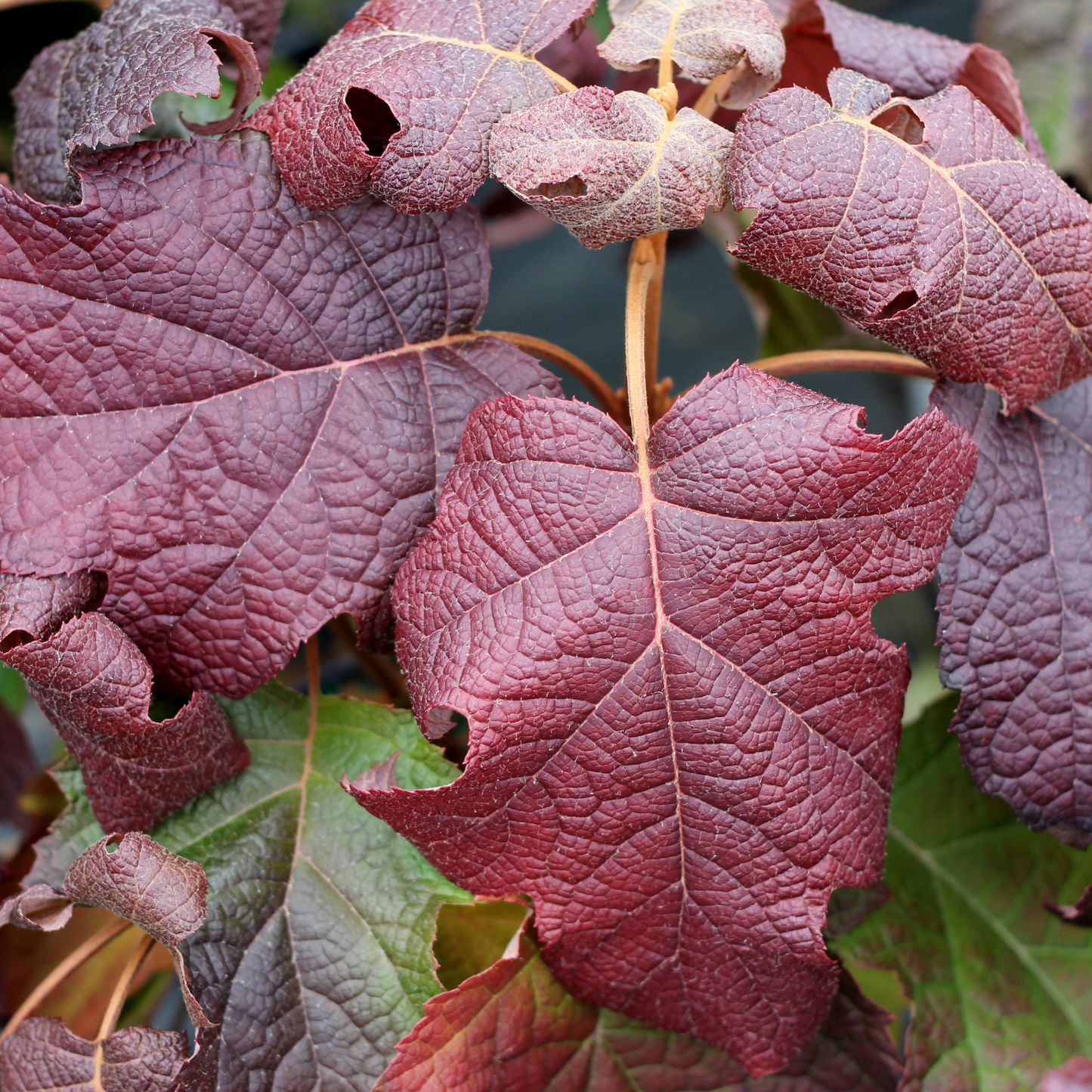 Gatsby Moon® Oakleaf Hydrangea (quercifolia)