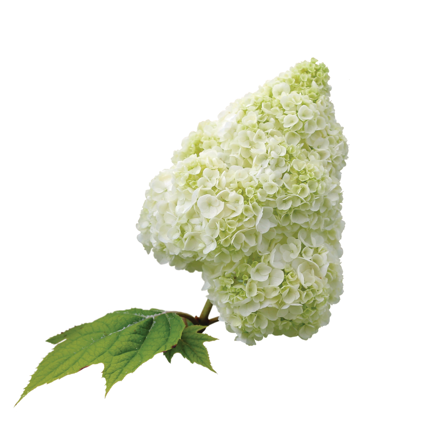 Gatsby Moon® Oakleaf Hydrangea (quercifolia)