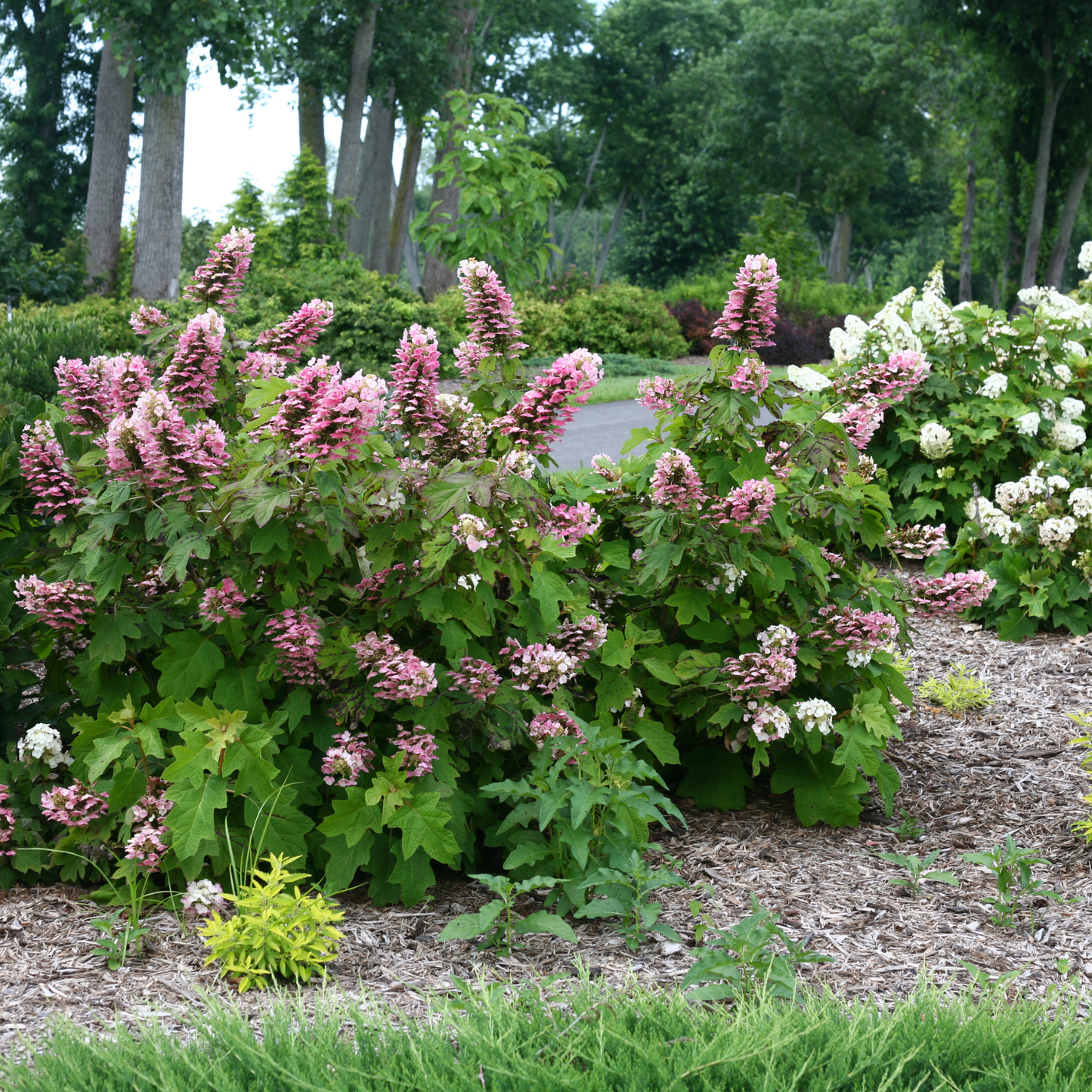 Gatsby Pink® Oakleaf Hydrangea (quercifolia)