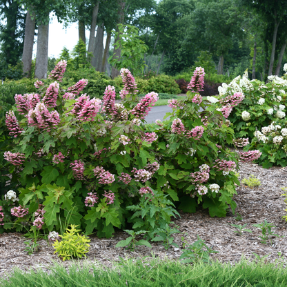 Gatsby Pink® Oakleaf Hydrangea (quercifolia)