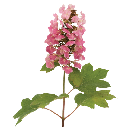 Gatsby Pink® Oakleaf Hydrangea (quercifolia)