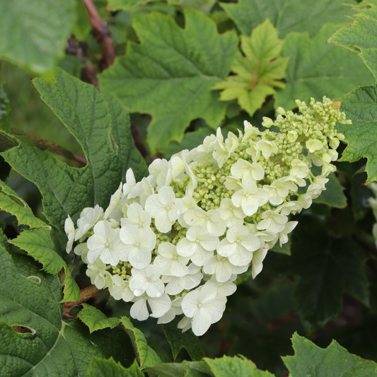 Gatsby Glow Ball Gatsby Glow Ball oakleaf hydrangea up close.