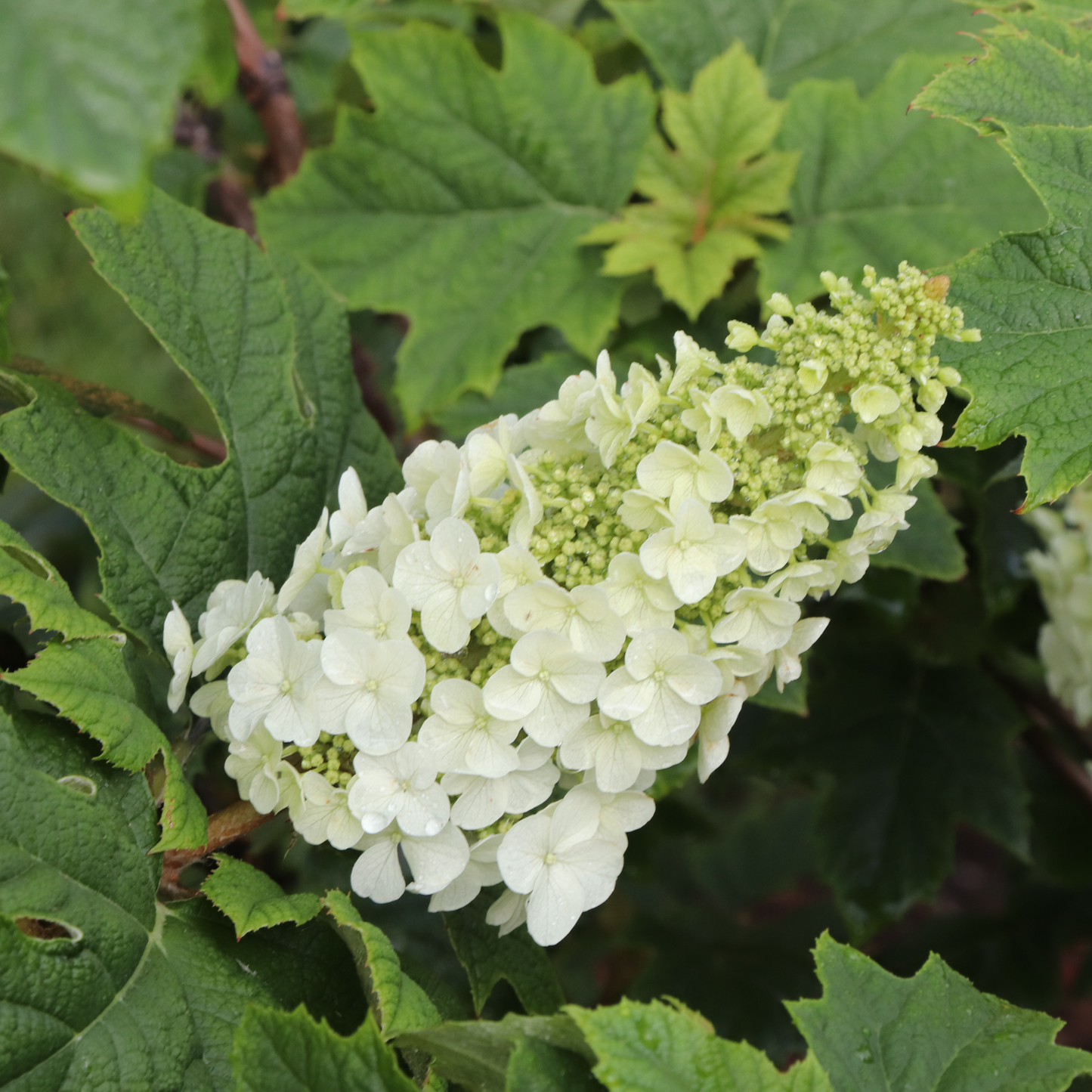 Gatsby Glow Ball™ Oakleaf Hydrangea (quercifolia) | Proven Winners® New Variety 2026