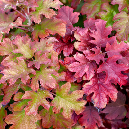 Gatsby Glow Ball™ Oakleaf Hydrangea (quercifolia) | Proven Winners® New Variety 2026