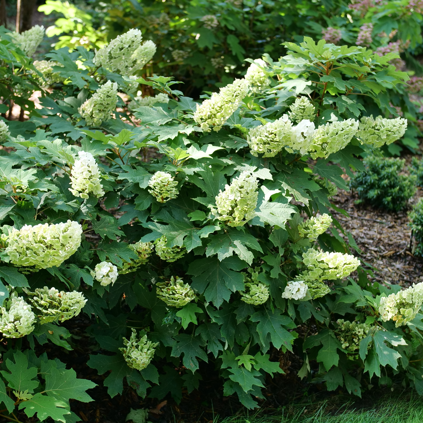 Gatsby Glow Ball™ Oakleaf Hydrangea (quercifolia) | Proven Winners® New Variety 2026