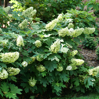 Gatsby Glow Ball™ Oakleaf Hydrangea (quercifolia) | Proven Winners® New Variety 2026