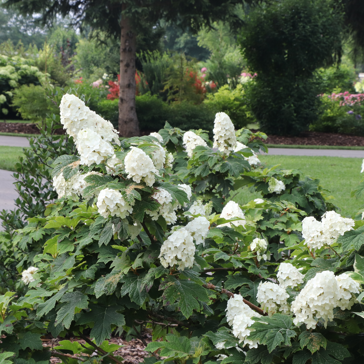 Gatsby Glow Ball™ Oakleaf Hydrangea (quercifolia) | Proven Winners® New Variety 2026