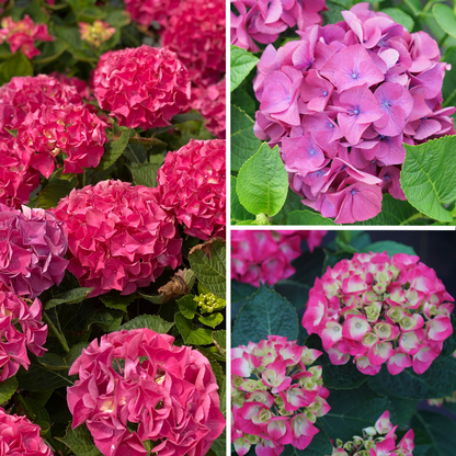 Wee Bit Giddy® Bigleaf Hydrangea (macrophylla)