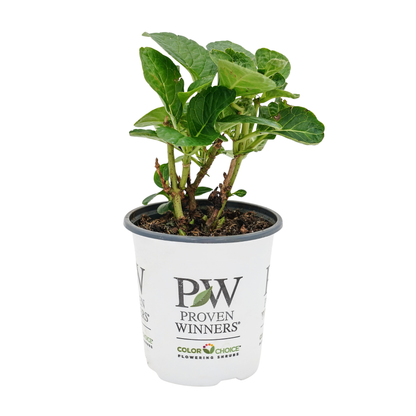 Wee Bit Giddy® Bigleaf Hydrangea (macrophylla)