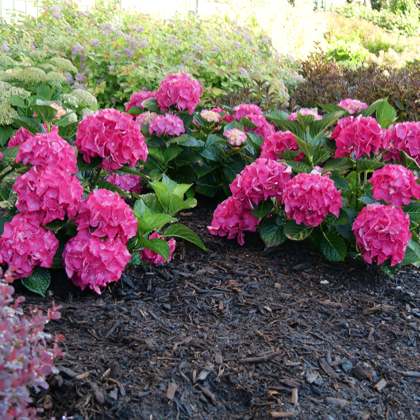 Wee Bit Giddy® Bigleaf Hydrangea (macrophylla)