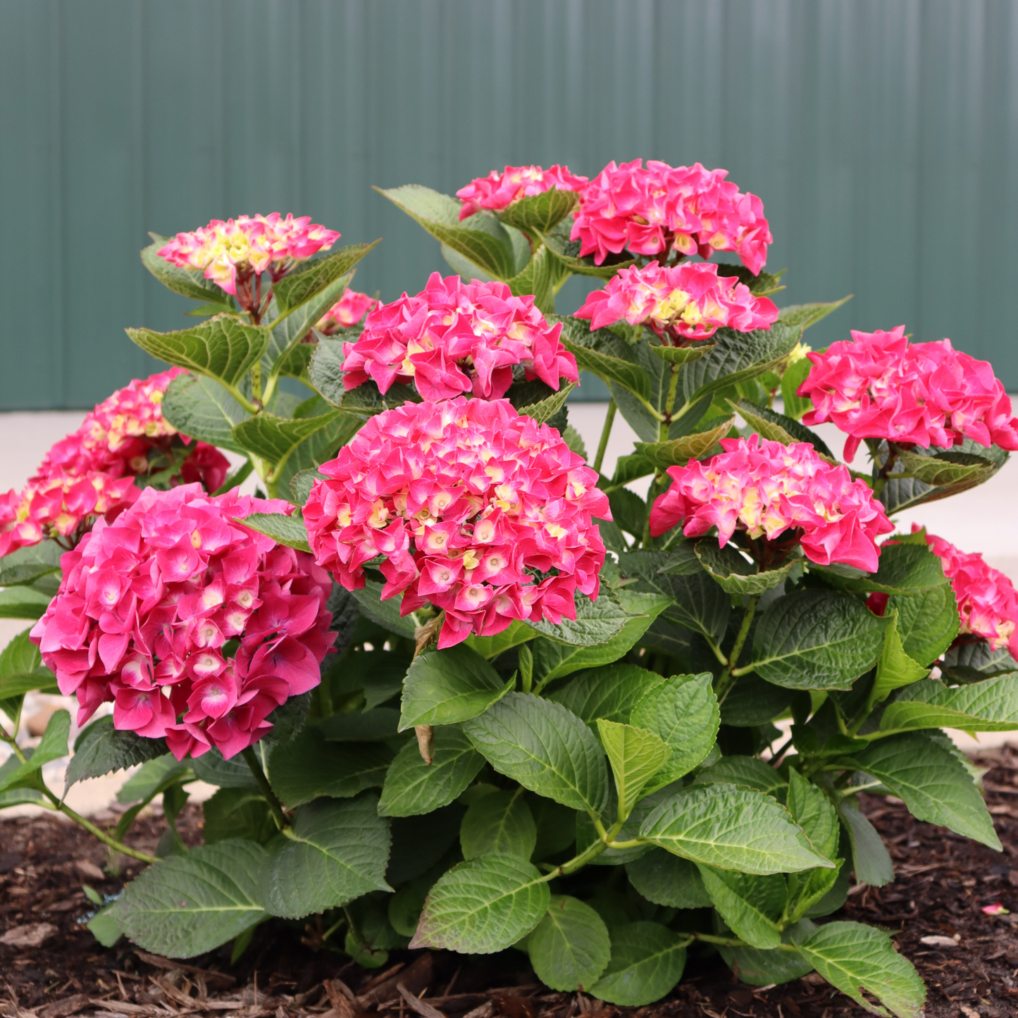 Wee Bit Giddy® Bigleaf Hydrangea (macrophylla)