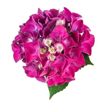 Wee Bit Giddy® Bigleaf Hydrangea (macrophylla)