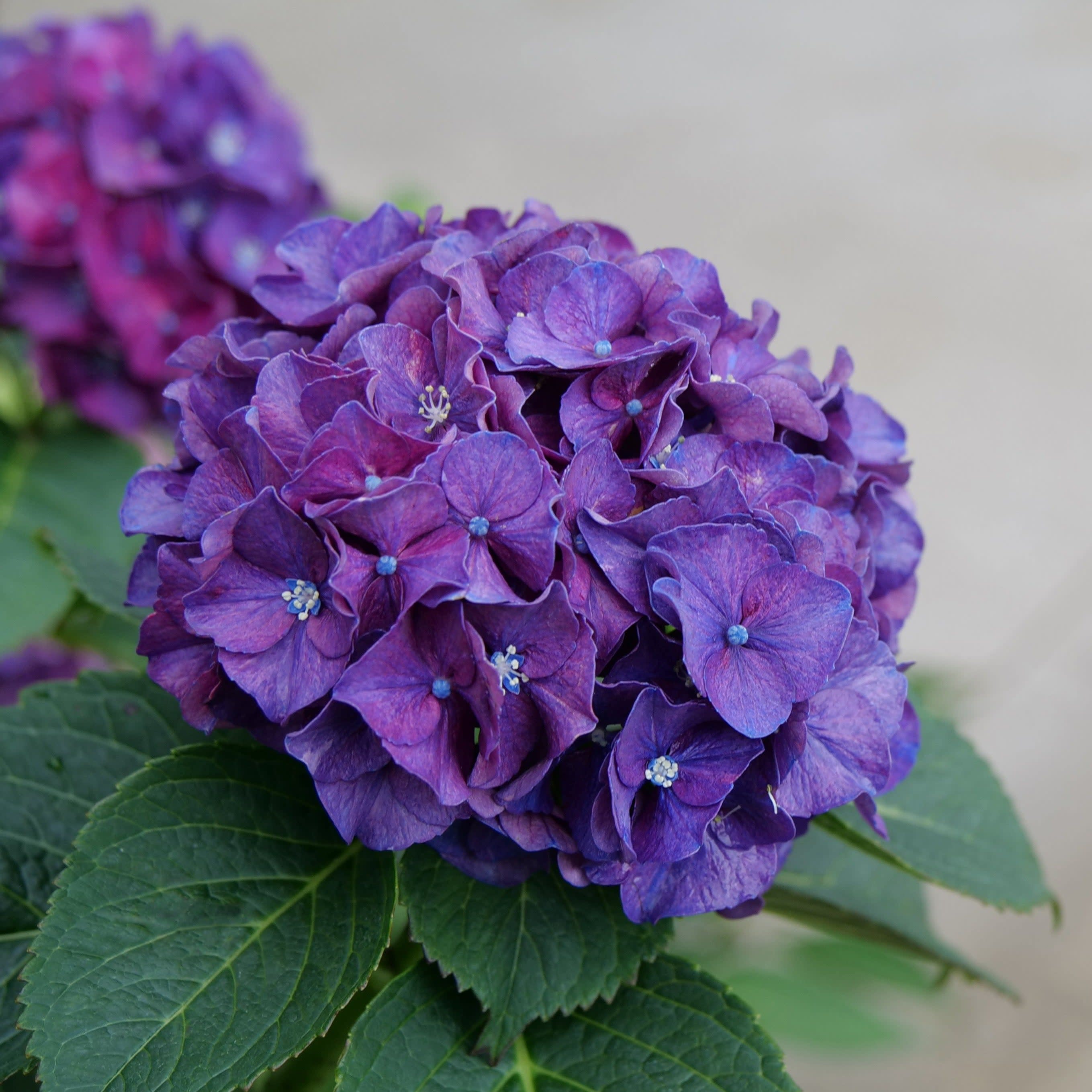 Bigleaf Hydrangea | Wee Bit Grumpy® | Proven Winners® Shrubs