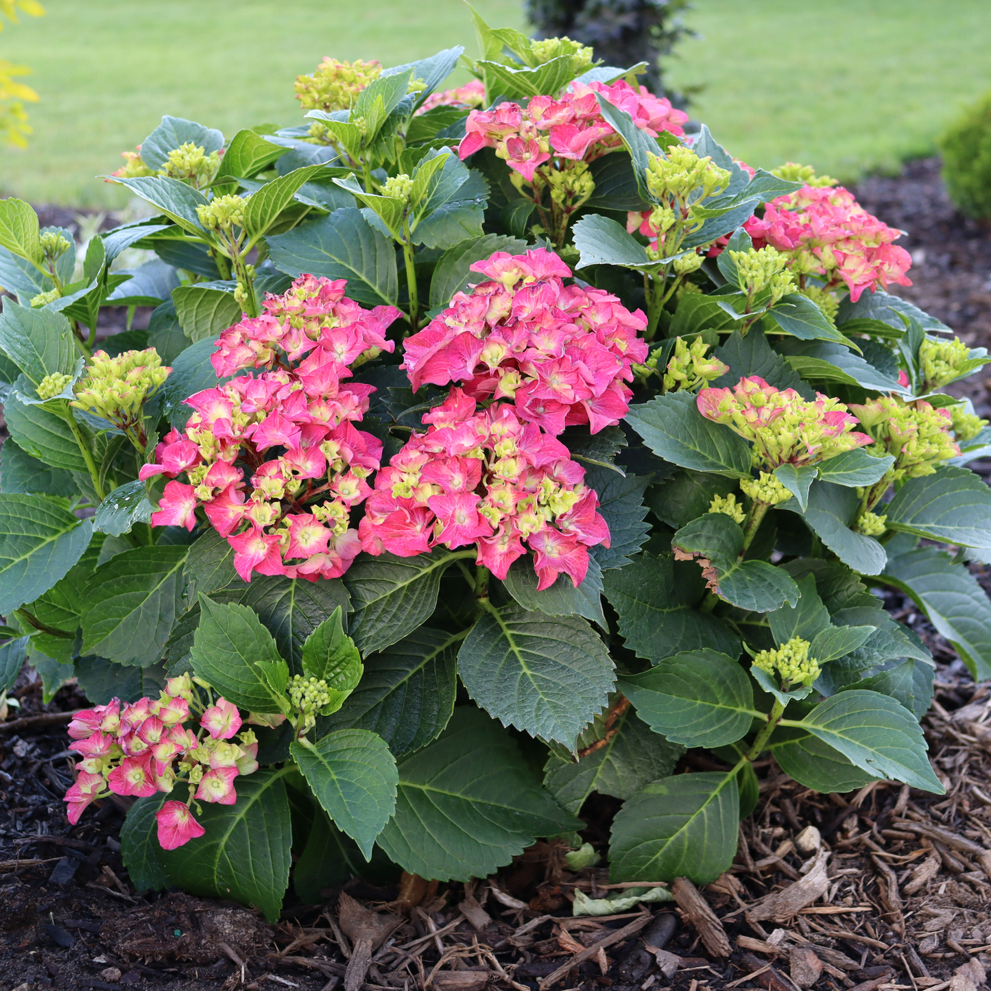 Wee Bit Grumpy® Bigleaf Hydrangea (macrophylla)