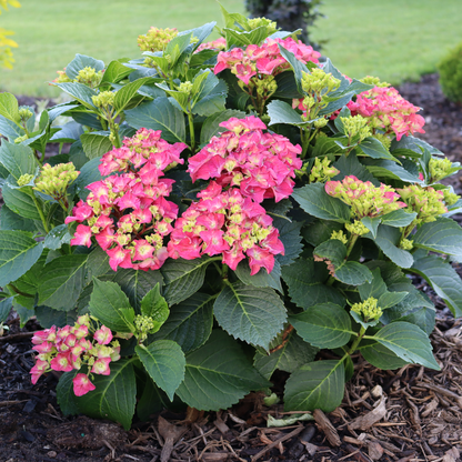 Wee Bit Grumpy® Bigleaf Hydrangea (macrophylla)