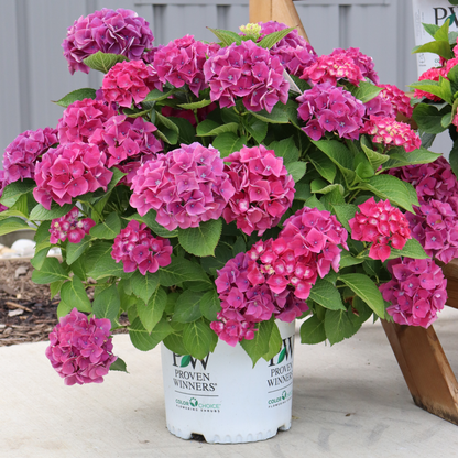Wee Bit Grumpy® Bigleaf Hydrangea (macrophylla)