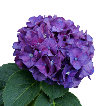 Wee Bit Grumpy® Bigleaf Hydrangea (macrophylla)