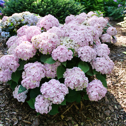 Wee Bit Innocent® Bigleaf Hydrangea (macrophylla)