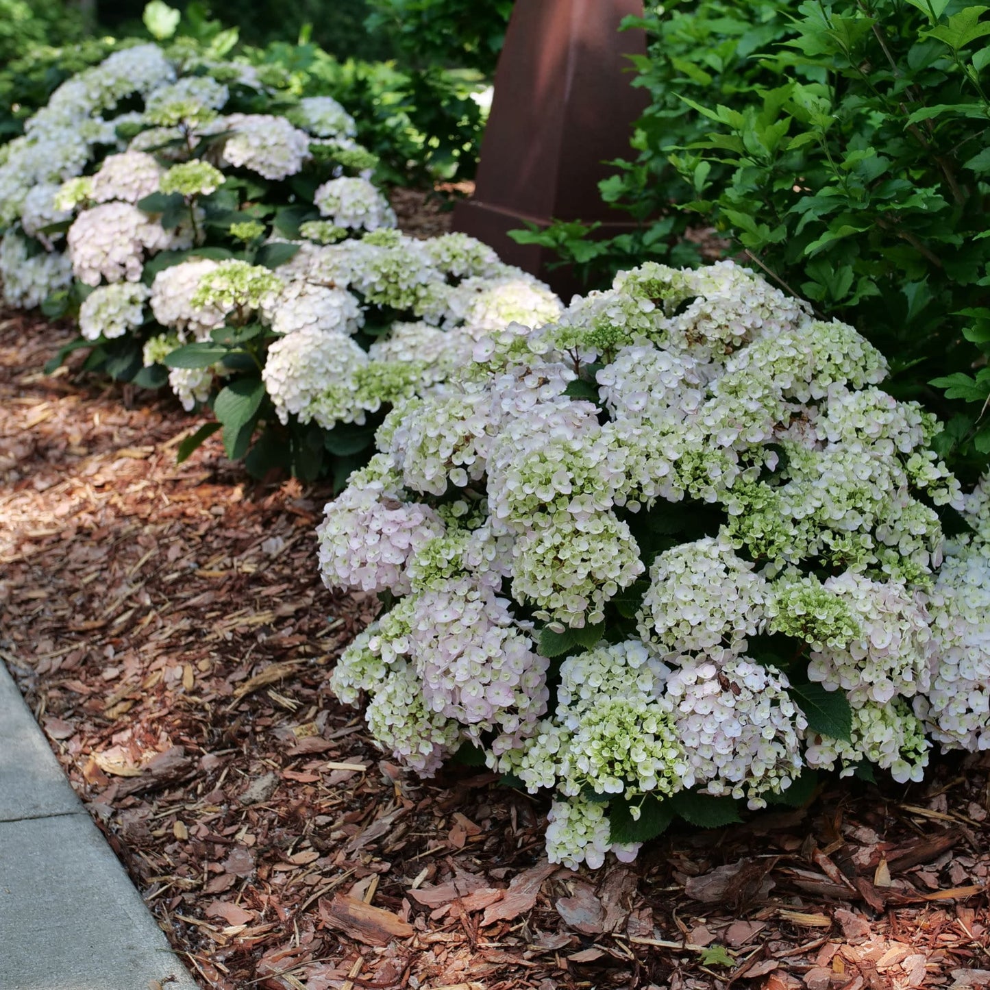 Wee Bit Innocent® Bigleaf Hydrangea (macrophylla)