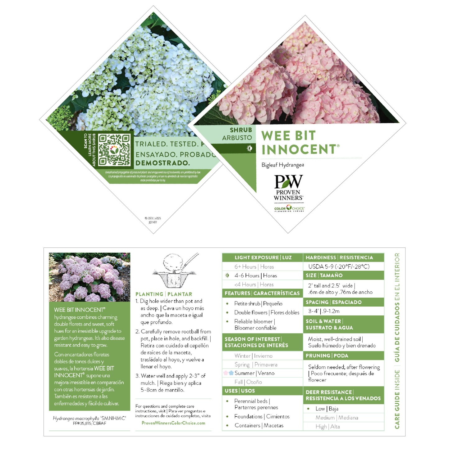 Wee Bit Innocent® Bigleaf Hydrangea (macrophylla)