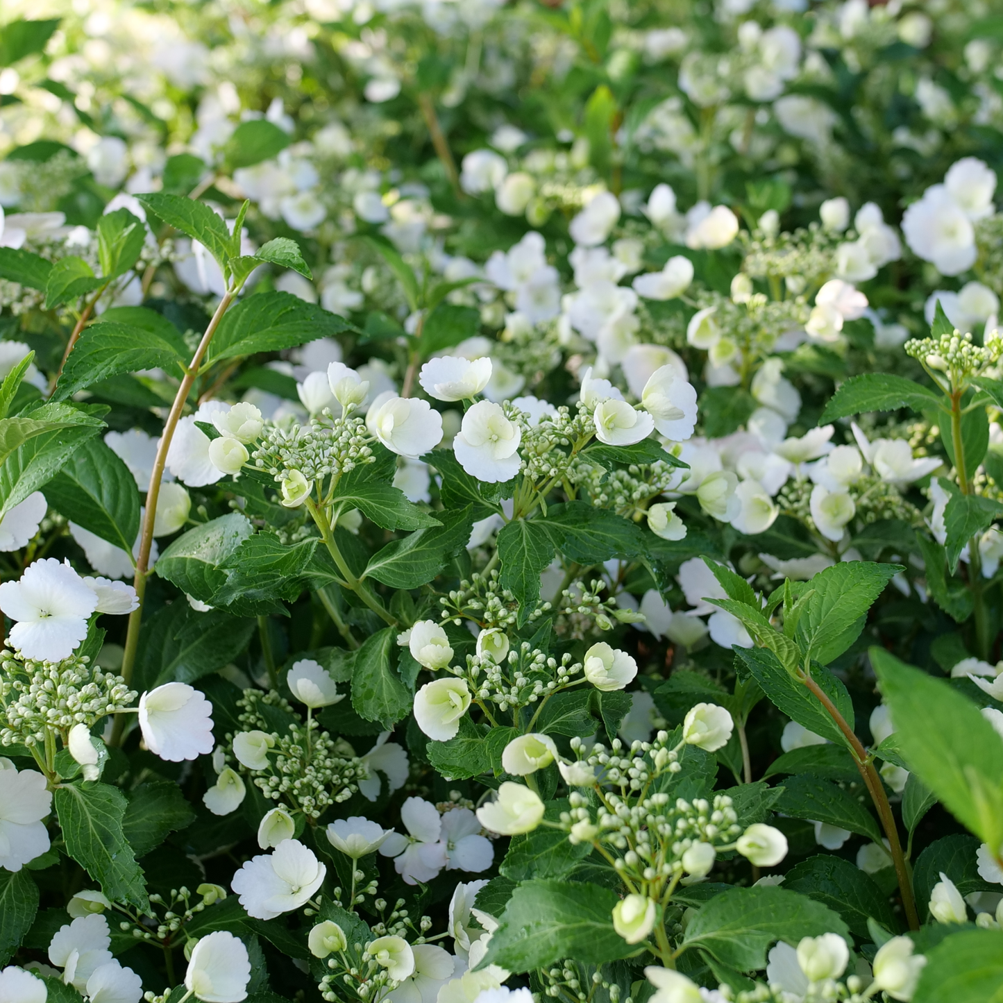 Fairytrail Bride® Cascade Hydrangea