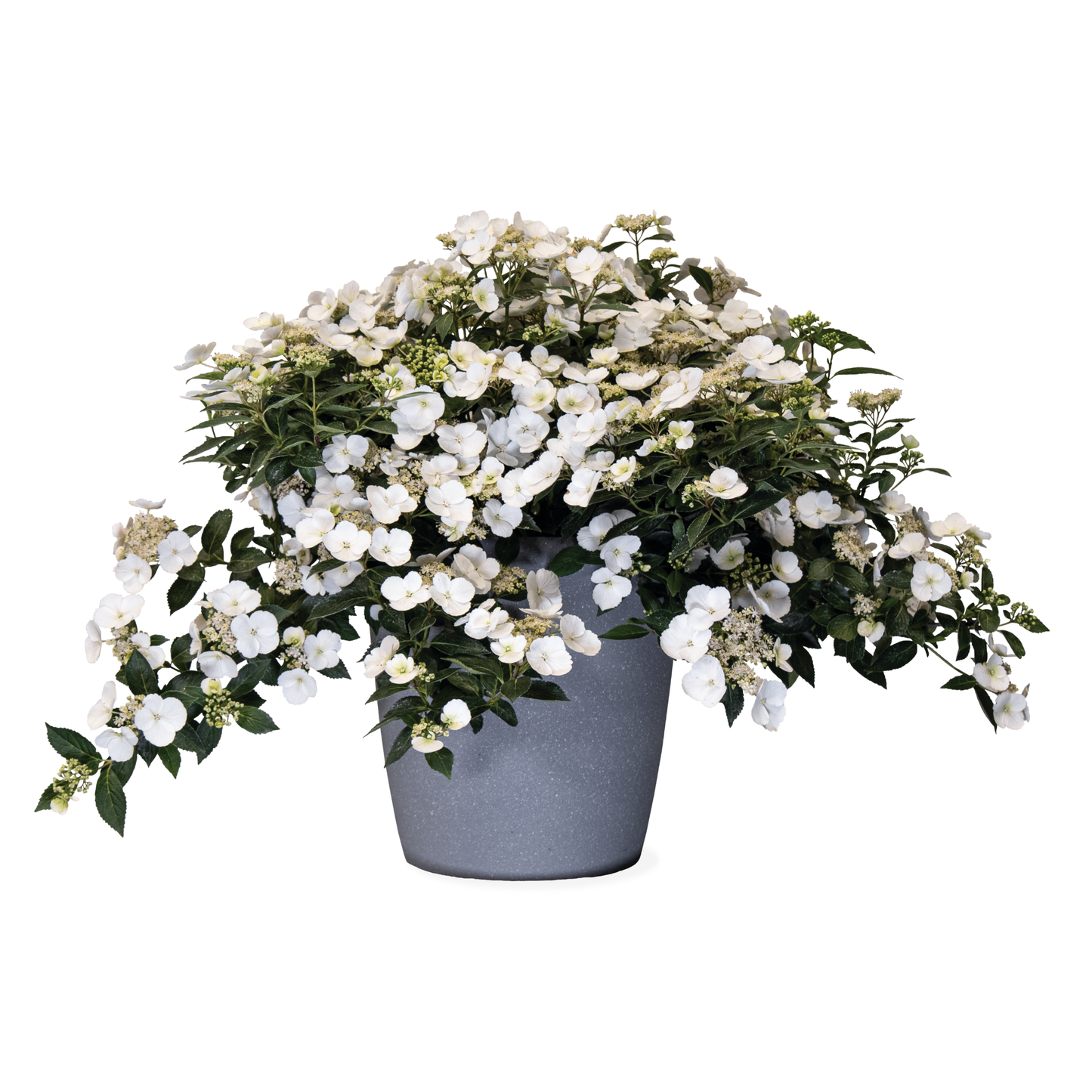 Fairytrail Bride® Cascade Hydrangea