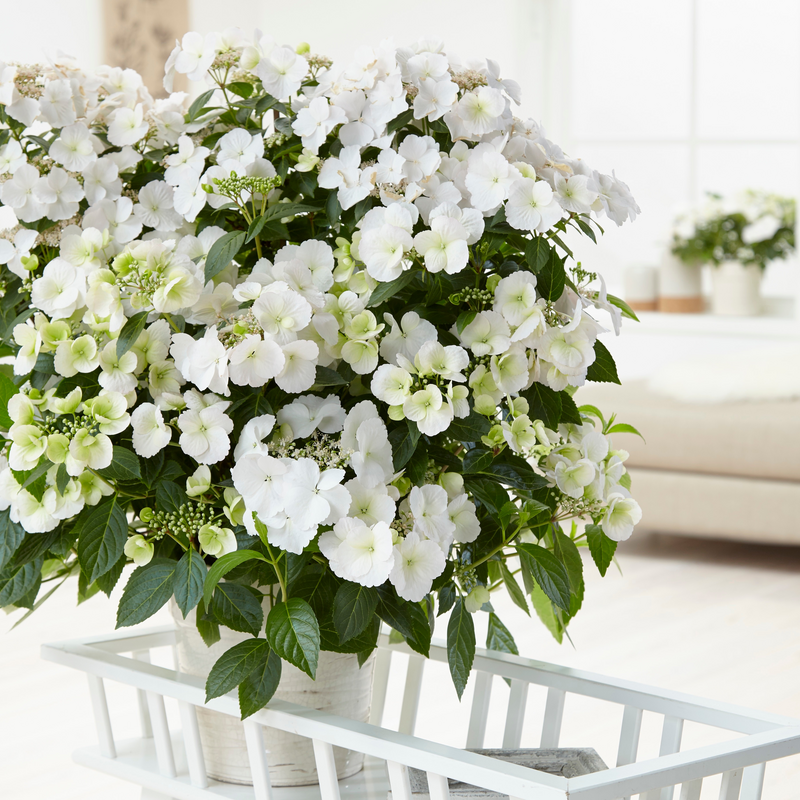bridal hydrangea plant Cascade Hydrangea | Fairytrail Bride®