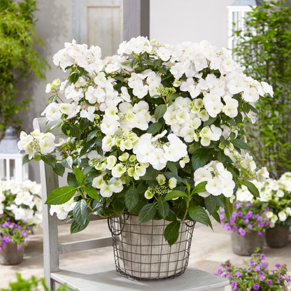 Fairytrail Bride® Cascade Hydrangea