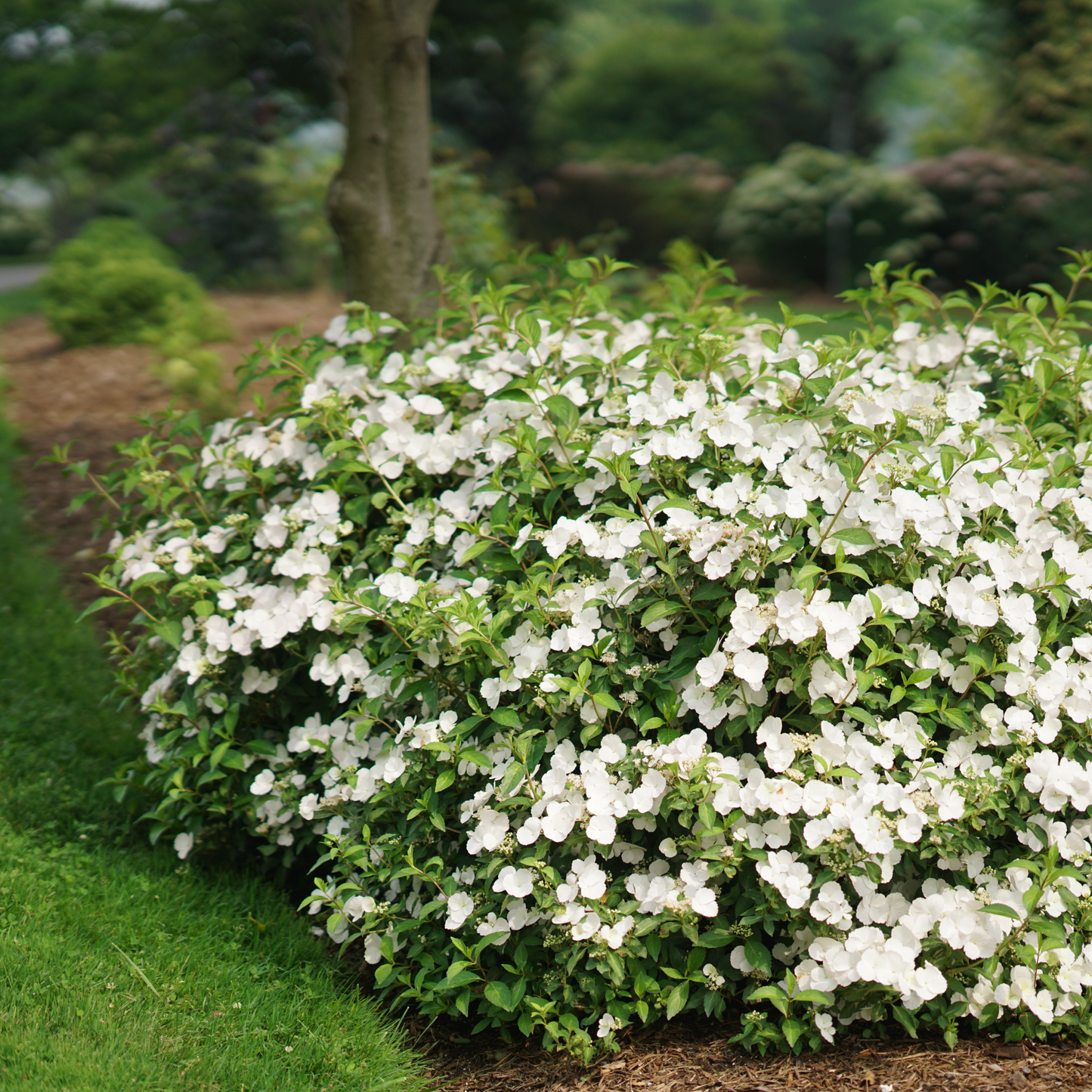 Fairytrail Bride® Cascade Hydrangea
