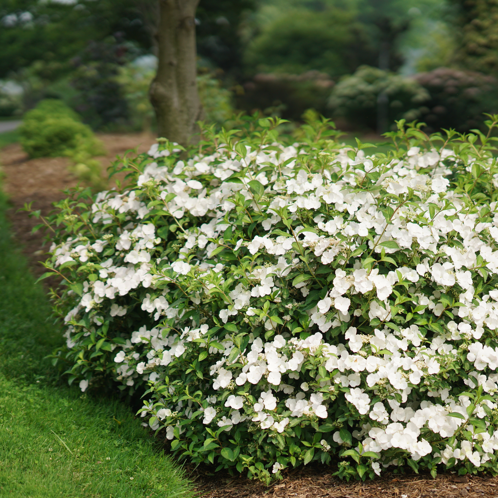 Fairytrail Bride® Cascade Hydrangea